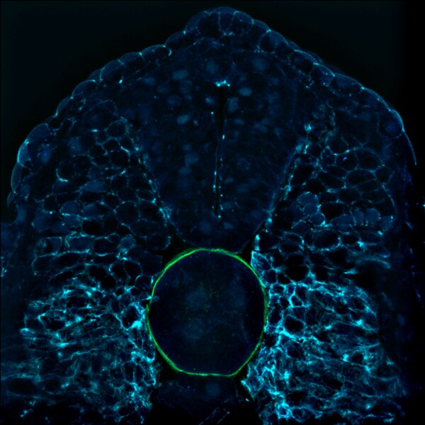 Immunofluorescent image of a transverse section of a stage 24/25 Xenopus embryo labeled with DSHB antibody MZ15 against keratan sulfate (green). Image Credit: Philipp Vick. PMID: 34096568, Fig. S4J.